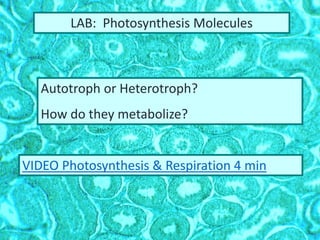 VIDEO Photosynthesis & Respiration 4 min
Autotroph or Heterotroph?
How do they metabolize?
LAB: Photosynthesis Molecules
 