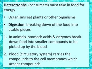 Heterotrophs (consumers) must take in food for
energy
• Organisms eat plants or other organisms
• Digestion: breaking down of the food into
usable pieces
1. In animals- stomach acids & enzymes break
down food into smaller compounds to be
picked up by the blood
2. Blood (circulatory system) carries the
compounds to the cell membranes which
accept compounds
 