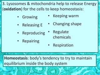 3. Lysosomes & mitochondria help to release Energy
(oxidation) for the cells to keep homeostasis:
• Growing
• Releasing E
• Reproducing
• Repairing
• Keeping warm
• Changing shape
• Regulate
chemicals
• Respiration
Homeostasis: body’s tendency to try to maintain
equilibrium inside the body system
 