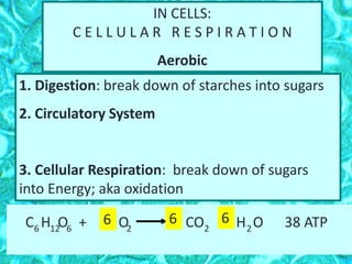 IN CELLS:
C E L L U L A R R E S P I R A T I O N
Aerobic
1. Digestion: break down of starches into sugars
2. Circulatory System
3. Cellular Respiration: break down of sugars
into Energy; aka oxidation
C H O + O CO H O 38 ATP6 12 6 2 2 2
6 66
 
