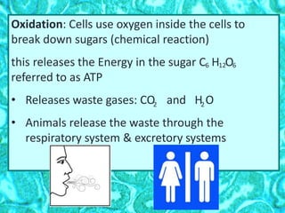 Oxidation: Cells use oxygen inside the cells to
break down sugars (chemical reaction)
this releases the Energy in the sugar C H O
referred to as ATP
• Releases waste gases: CO and H O
• Animals release the waste through the
respiratory system & excretory systems
2 2
6 12 6
 