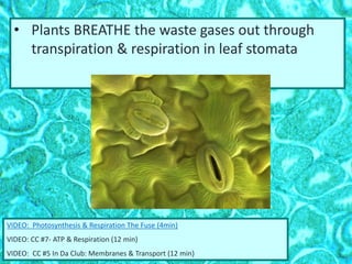 • Plants BREATHE the waste gases out through
transpiration & respiration in leaf stomata
VIDEO: Photosynthesis & Respiration The Fuse (4min)
VIDEO: CC #7- ATP & Respiration (12 min)
VIDEO: CC #5 In Da Club: Membranes & Transport (12 min)
 
