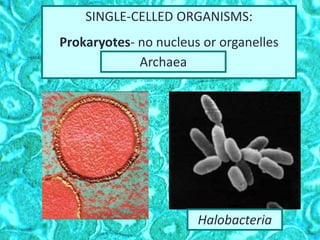 SINGLE-CELLED ORGANISMS:
Prokaryotes- no nucleus or organelles
Archaea
Halobacteria
 