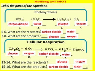Label the parts of the equations.
5-6. What are the reactants? _________ & __________
7-8. What are the products? _________ & __________
13-14. What are the reactants? _________ & __________
15-16. What are the products? _________ & __________40
Microbiology 1UNIT CHECK 3
___________
1.
___________
2.
___________
3.
___________
4.
___________
9.
___________
10.
___________
11.
___________
12.
carbon dioxide
watercarbon dioxide
water
glucose
glucose
oxygen
oxygen
watercarbon dioxide
watercarbon dioxide
glucose oxygen
glucose oxygen
 