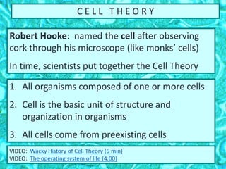 C E L L T H E O R Y
1. All organisms composed of one or more cells
2. Cell is the basic unit of structure and
organization in organisms
3. All cells come from preexisting cells
VIDEO: Wacky History of Cell Theory (6 min)
VIDEO: The operating system of life (4:00)
Robert Hooke: named the cell after observing
cork through his microscope (like monks’ cells)
In time, scientists put together the Cell Theory
 