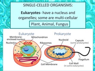 SINGLE-CELLED ORGANISMS:
Eukaryotes- have a nucleus and
organelles; some are multi-cellular
Plant, Animal, Fungus
 