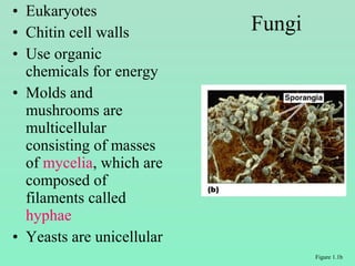 • Eukaryotes
• Chitin cell walls
• Use organic
chemicals for energy
• Molds and
mushrooms are
multicellular
consisting of masses
of mycelia, which are
composed of
filaments called
hyphae
• Yeasts are unicellular
Fungi
Figure 1.1b
 