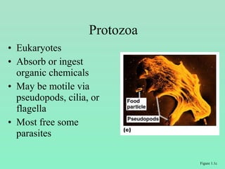 • Eukaryotes
• Absorb or ingest
organic chemicals
• May be motile via
pseudopods, cilia, or
flagella
• Most free some
parasites
Protozoa
Figure 1.1c
 