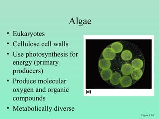 • Eukaryotes
• Cellulose cell walls
• Use photosynthesis for
energy (primary
producers)
• Produce molecular
oxygen and organic
compounds
• Metabolically diverse
Algae
Figure 1.1d
 
