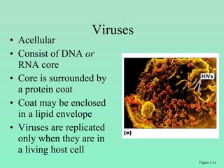 • Acellular
• Consist of DNA or
RNA core
• Core is surrounded by
a protein coat
• Coat may be enclosed
in a lipid envelope
• Viruses are replicated
only when they are in
a living host cell
Viruses
Figure 1.1e
 