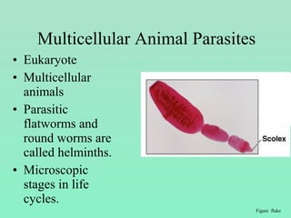 • Eukaryote
• Multicellular
animals
• Parasitic
flatworms and
round worms are
called helminths.
• Microscopic
stages in life
cycles.
Multicellular Animal Parasites
Figure fluke
 