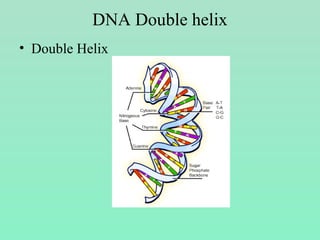 DNA Double helix
• Double Helix
 