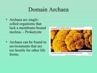 Domain Archaea
• Archaea are single-
celled organisms that
lack a membrane-bound
nucleus. - Prokaryote
• Archaea can be found in
environments that are
too hostile for other life
forms.
 