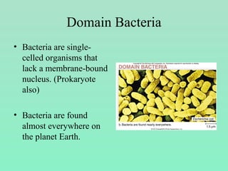 Domain Bacteria
• Bacteria are single-
celled organisms that
lack a membrane-bound
nucleus. (Prokaryote
also)
• Bacteria are found
almost everywhere on
the planet Earth.
 