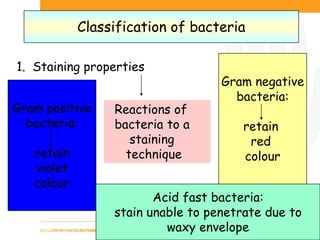 Document Title (Editable via ‘Slide Master’) | Page 12
Classification of bacteria
1. Staining properties
Gram positive
bacteria:
retain
violet
colour
Gram negative
bacteria:
retain
red
colour
Acid fast bacteria:
stain unable to penetrate due to
waxy envelope
Reactions of
bacteria to a
staining
technique
 