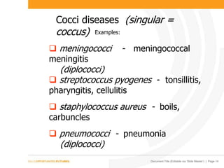 Document Title (Editable via ‘Slide Master’) | Page 14
Cocci diseases (singular =
coccus)
 meningococci - meningococcal
meningitis
(diplococci)
 streptococcus pyogenes - tonsillitis,
pharyngitis, cellulitis
 staphylococcus aureus - boils,
carbuncles
 pneumococci - pneumonia
(diplococci)
Examples:
 
