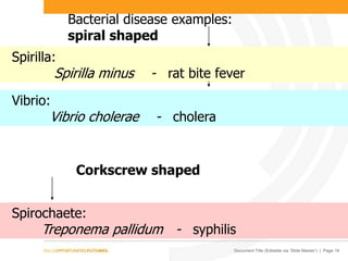 Document Title (Editable via ‘Slide Master’) | Page 16
Bacterial disease examples:
spiral shaped
Spirilla:
Spirilla minus - rat bite fever
Vibrio:
Vibrio cholerae - cholera
Spirochaete:
Treponema pallidum - syphilis
Corkscrew shaped
 