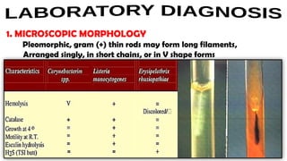 Microbiology and parasitology slides cocobacilli | PPTX