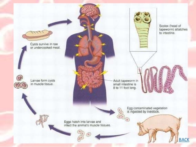 Microbiology2 Pathogens: Notes on spread of infectious disease
