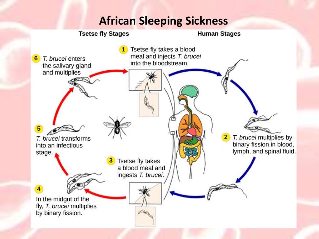 Microbiology2 Pathogens: Notes on spread of infectious disease