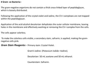 # Gram -ve Bacteria:-
The gram-negative organisms do not contain a thick cross-linked layer of peptidoglycan,
which is loosely distributed.
Following the application of the crystal violet and iodine, the CV-I complexes are not trapped
within the peptidoglycan.
Application of the acid-alcohol decolorizer dehydrates the outer cellular membrane, leaving
holes in the membrane and effectively washing or removing the CV-I complex from the cells.
The cells appear colorless.
To make the colorless cells visible, a secondary stain, safranin, is applied, making the gram-
negative cells pink.
Gram Stain Reagents:- Primary stain: Crystal Violet.
Gram’s iodine: (Potassium Iodide +Iodine).
Decolorizer: 50 mL acetone and 50 mL ethanol.
Counterstain: Safranin.
 