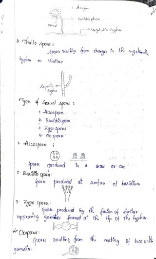 Aevqro
Conidio phou
veAical
Vgulai hyphos
3Thallo Apona
Apou TulHing dsom chongun tn th vgolArai,
"
ypha o thallu
Aeponálu
lypu Saxual pOru
t-Accospooes
. Baaidospores
3ygopo3u
Ascospo7u
00
spou Aso duud 0Sac
Baaidio spou
povu produd ot Suafouof baidium
3ygo spovu
Spou produd by h uAon ofsimilar
spou
pponin9 9amites fournd at th tip of the ypha
Cospor
Spoy ouulhingy qom th matinq of tuoo un
9amaly
 