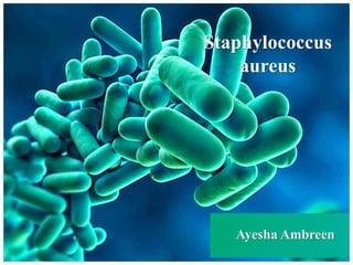 Staphylococcus
aureus
Ayesha Ambreen
 