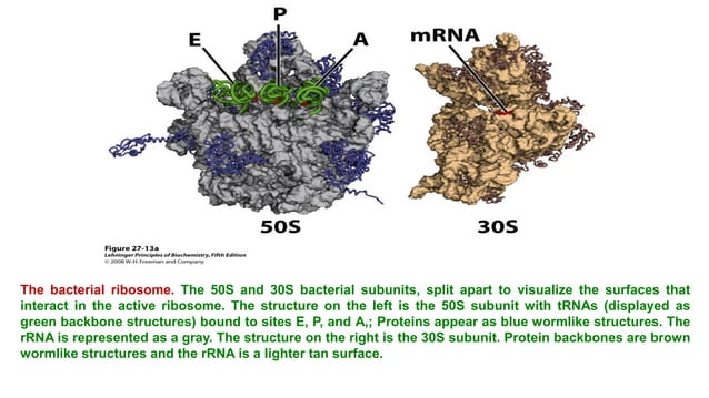 Microbiology 5 - Microbial Structures - Cell Membrane, Ribosome.pdf ...