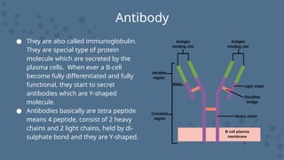 Antibody
● They are also called immunoglobulin.
They are special type of protein
molecule which are secreted by the
plasma cells. When ever a B-cell
become fully differentiated and fully
functional, they start to secret
antibodies which are Y-shaped
molecule.
● Antibodies basically are tetra peptide
means 4 peptide, consist of 2 heavy
chains and 2 light chains, held by di-
sulphate bond and they are Y-shaped.
 