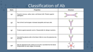 Classification of Ab
 