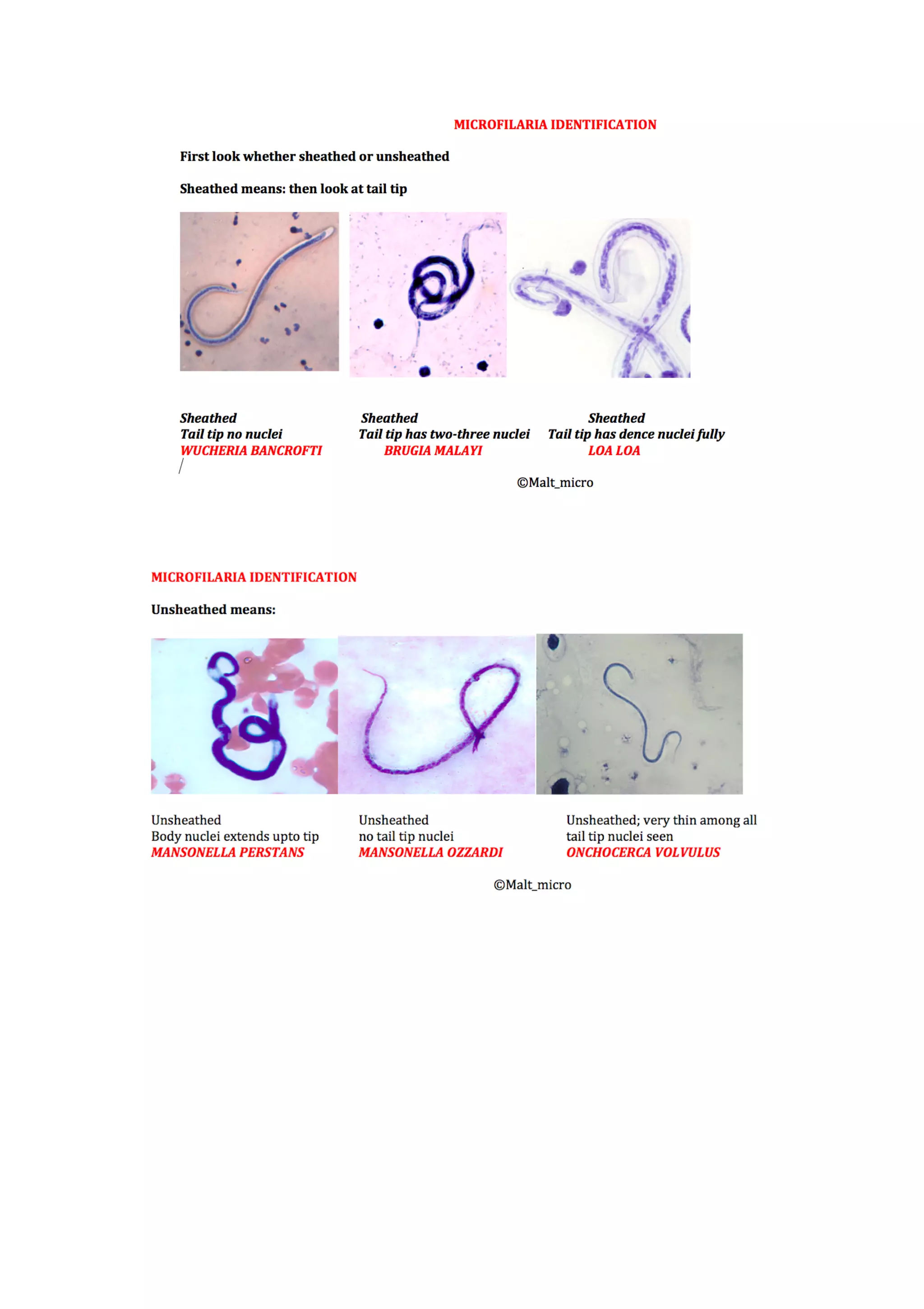 Microbiology – a glimpse for pgmee – important questions and points by malathi m