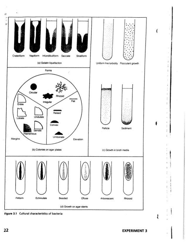 Microbiology a labotory manual(CIIT Abbottabad)