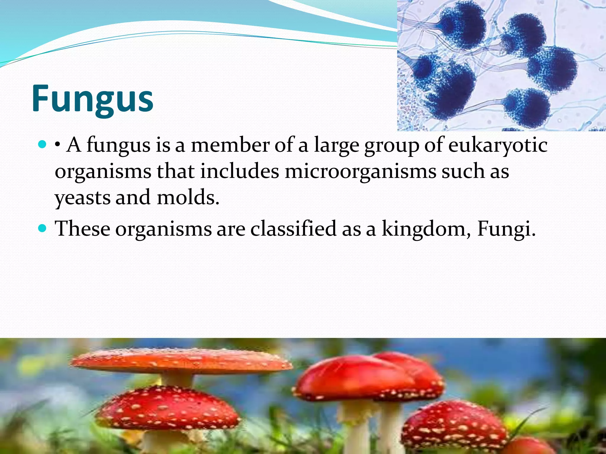 Fungus
 • A fungus is a member of a large group of eukaryotic
organisms that includes microorganisms such as
yeasts and molds.
 These organisms are classified as a kingdom, Fungi.
 