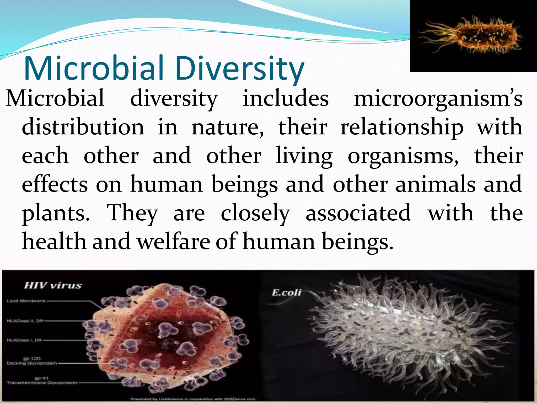 Microbial Diversity
Microbial diversity includes microorganism’s
distribution in nature, their relationship with
each other and other living organisms, their
effects on human beings and other animals and
plants. They are closely associated with the
health and welfare of human beings.
 
