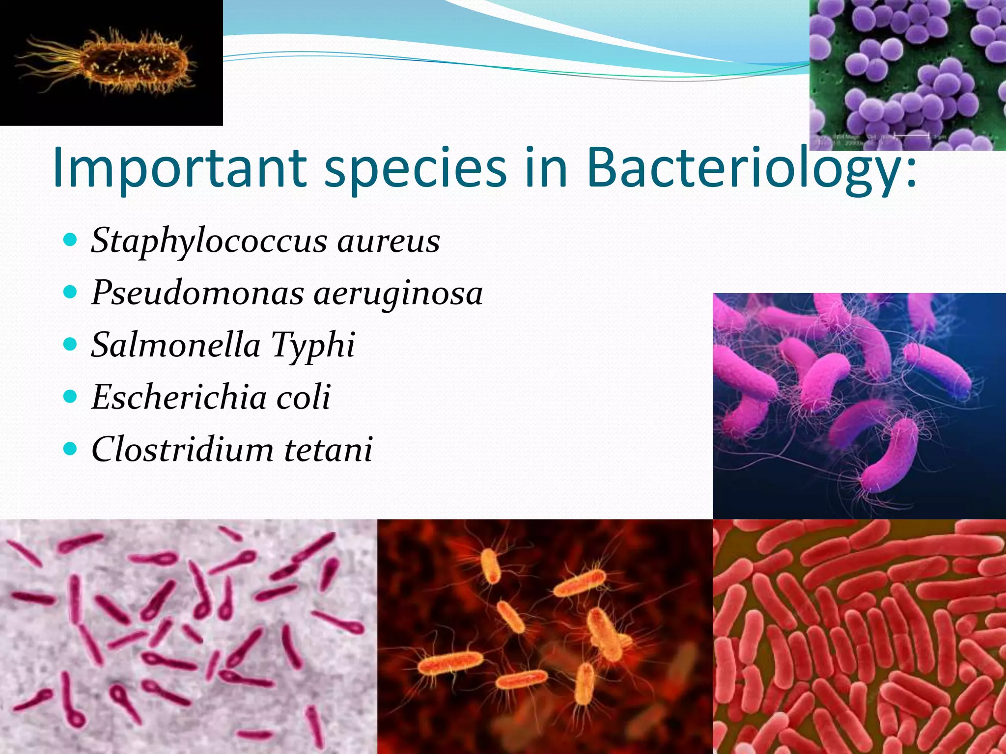 Important species in Bacteriology:
 Staphylococcus aureus
 Pseudomonas aeruginosa
 Salmonella Typhi
 Escherichia coli
 Clostridium tetani
 