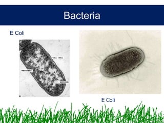 Microbiology &Antibiotics