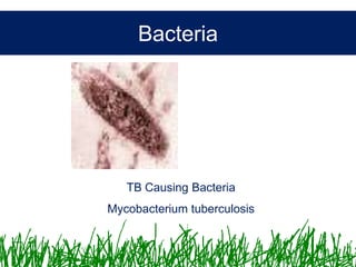 Microbiology &Antibiotics