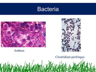 Microbiology &Antibiotics