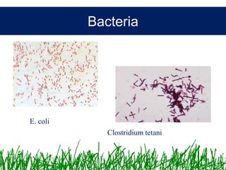 Microbiology &Antibiotics