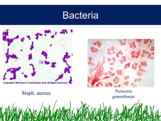 Microbiology &Antibiotics