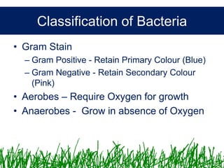 Microbiology &Antibiotics