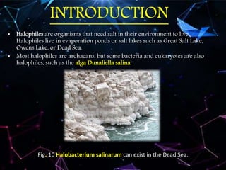 INTRODUCTION
• Halophiles are organisms that need salt in their environment to live.
Halophiles live in evaporation ponds or salt lakes such as Great Salt Lake,
Owens Lake, or Dead Sea.
• Most halophiles are archaeans, but some bacteria and eukaryotes are also
halophiles, such as the alga Dunaliella salina.
Fig. 10 Halobacterium salinarum can exist in the Dead Sea.
 