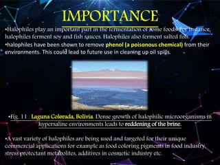 IMPORTANCE
•Halophiles play an important part in the fermentation of some foods. For instance,
halophiles ferment soy and fish sauces. Halophiles also ferment salted fish.
•halophiles have been shown to remove phenol (a poisonous chemical) from their
environments. This could lead to future use in cleaning up oil spills.
•Fig. 11 . Laguna Colorada, Bolivia. Dense growth of halophilic microorganisms in
hypersaline environments leads to reddening of the brine.
•A vast variety of halophiles are being used and targeted for their unique
commercial applications for example as food coloring pigments in food industry,
stress protectant metabolites, additives in cosmetic industry etc.
 
