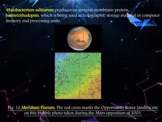 •Halobacterium salinarum produces an integral membrane protein,
bacteriorhodopsin, which is being used as holographic storage material in computer
memory and processing units.
Fig. 12 Meridiani Planum, The red cross marks the Opportunity Rover landing site
on this Hubble photo taken during the Mars opposition of 2001.
 