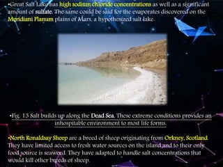 •Great Salt Lake has high sodium chloride concentrations as well as a significant
amount of sulfate. The same could be said for the evaporates discovered on the
Meridiani Planum plains of Mars, a hypothesized salt lake.
•Fig. 13 Salt builds up along the Dead Sea. These extreme conditions provides an
inhospitable environment to most life forms.
•North Ronaldsay Sheep are a breed of sheep originating from Orkney, Scotland.
They have limited access to fresh water sources on the island and to their only
food source is seaweed. They have adapted to handle salt concentrations that
would kill other breeds of sheep.
 