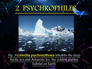 2. PSYCHROPHILES
Fig. 5 Colwellia psychrerythraea inhabits the deep
Arctic sea and Antarctic Ice, the coldest marine
habitat on Earth
 
