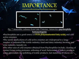 Fig. 7 Anaerobic cultures from Lake Untersee, Antarctica psychrophilic
homoacetogenic
•Psychrophiles are a good source of PUFA (Polyunsaturated fatty acids) and cold
active enzymes.
•The useful applications of cold active enzymes are widespread to a large
number of industries like textile industry, food and dairy industry, brewing and
wine industry, laundry etc.
•The other uses of cold enzymes obtained from Psychrophiles include, cleaning of
contact lenses using proteases, softening of wool, betterment of bakery products
using glycosidase, bio polishing of textile products, fast maturing of cheese etc.
IMPORTANCE
 