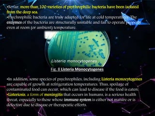 •So far, more than 100 varieties of psychrophilic bacteria have been isolated
from the deep sea.
•Psychrophilic bacteria are truly adapted for life at cold temperatures. The
enzymes of the bacteria are structurally unstable and fail to operate properly
even at room (or ambient) temperature.
Fig. 8 Listeria Monocytogenes
•In addition, some species of psychrophiles, including Listeria monocytogenes
are capable of growth at refrigeration temperatures. Thus, spoilage of
contaminated food can occur, which can lead to disease if the food is eaten.
•Listeriosis, a form of meningitis that occurs in humans, is a serious health
threat, especially to those whose immune system is either not mature or is
defective due to disease or therapeutic efforts.
 