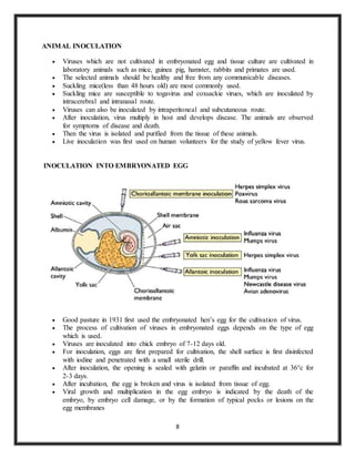 8
ANIMAL INOCULATION
 Viruses which are not cultivated in embryonated egg and tissue culture are cultivated in
laboratory animals such as mice, guinea pig, hamster, rabbits and primates are used.
 The selected animals should be healthy and free from any communicable diseases.
 Suckling mice(less than 48 hours old) are most commonly used.
 Suckling mice are susceptible to togavirus and coxsackie virues, which are inoculated by
intracerebral and intranasal route.
 Viruses can also be inoculated by intraperitoneal and subcutaneous route.
 After inoculation, virus multiply in host and develops disease. The animals are observed
for symptoms of disease and death.
 Then the virus is isolated and purified from the tissue of these animals.
 Live inoculation was first used on human volunteers for the study of yellow fever virus.
INOCULATION INTO EMBRYONATED EGG
 Good pasture in 1931 first used the embryonated hen’s egg for the cultivation of virus.
 The process of cultivation of viruses in embryonated eggs depends on the type of egg
which is used.
 Viruses are inoculated into chick embryo of 7-12 days old.
 For inoculation, eggs are first prepared for cultivation, the shell surface is first disinfected
with iodine and penetrated with a small sterile drill.
 After inoculation, the opening is sealed with gelatin or paraffin and incubated at 36°c for
2-3 days.
 After incubation, the egg is broken and virus is isolated from tissue of egg.
 Viral growth and multiplication in the egg embryo is indicated by the death of the
embryo, by embryo cell damage, or by the formation of typical pocks or lesions on the
egg membranes
 