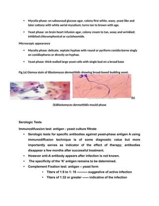 • Mycelia phase: on sabouraud glucose agar, colony first white, waxy, yeast like and
later cottony with white aerial mycelium; turns tan to brown with age.
• Yeast phase: on brain heart infusion agar, colony cream to tan, waxy and wrinkled;
inhibited chloramphenicol or cyclohexmide.
Microscopic appearance
• Mycelia phase: delicate, septate hyphae with round or pyriform conidia borne singly
on conidiophores or directly on hyphae.
• Yeast phase: thick-walled large yeast cells with single bud on a broad base
Fig.(a) Giemsa stain of Blastomyces dermatitidis showing broad-based budding yeast.
(b)
(b)Blastomyces dermatitidis mould phase
Serologic Tests
Immunodifussion test: antigen - yeast culture filtrate
• Serologic tests for specific antibodies against yeast-phase antigen A using
immunodiffusion technique is of some diagnostic value but more
importantly serves as indicator of the effect of therapy; antibodies
disappear a few months after successful treatment.
• However anti-A antibody appears after infection is not known.
• The specificity of the ‘K’ antigen remains to be determined.
• Complement Fixation test: antigen – yeast form
• Titers of 1:8 to 1: 16 ---------- suggestive of active infection
• Titers of 1:32 or greater ------ indicative of the infection
 